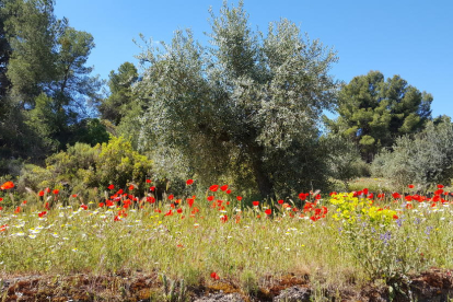 Les Garrigues enamora c/Pintor Xavier Gosé 7 2-4  telf 669746888