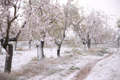 La neu s'ha deixat veure en cotes baixes del pla de Lleida, tot i que només ha agafat a l'Urgell i la Segarra.