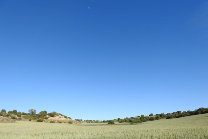 Arbres florits, camps verds i bon temps...ja és aquí la primavera!