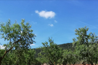 Arbres florits, camps verds i bon temps...ja és aquí la primavera!