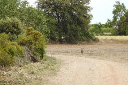 Arbres florits, camps verds i bon temps...ja és aquí la primavera!