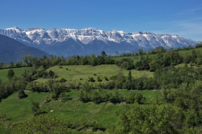 Arbres florits, camps verds i bon temps...ja és aquí la primavera!