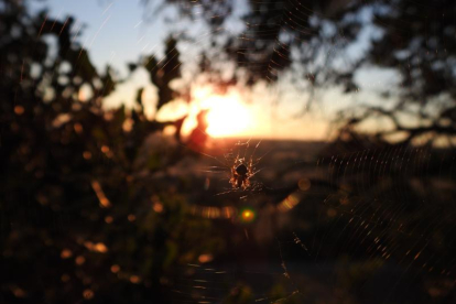 Arbres florits, camps verds i bon temps...ja és aquí la primavera!