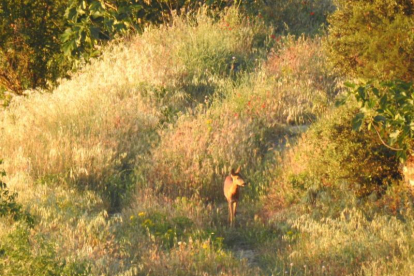 Arbres florits, camps verds i bon temps...ja és aquí la primavera!