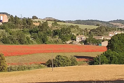 Arbres florits, camps verds i bon temps...ja és aquí la primavera!