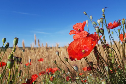 En el llindà entre la primavera i l'estiu