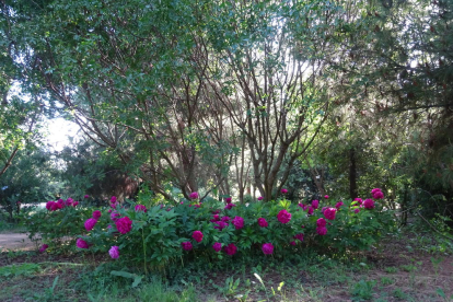 Arbres florits, camps verds i bon temps...ja és aquí la primavera!