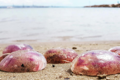 Les meduses donen la benvinguda als banyistes de la Costa Daurada