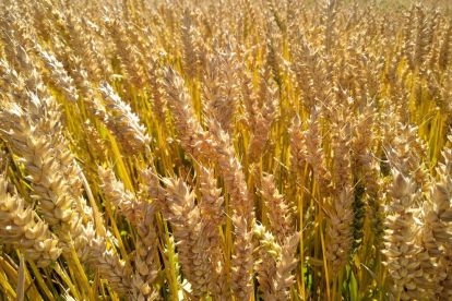 El trigo ya está dorado