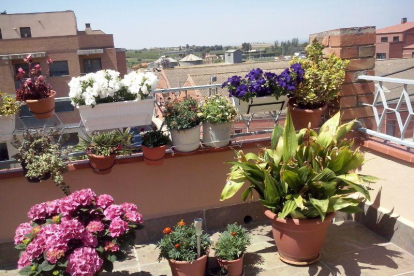 Jardins, balcons, terrasses, horts o racons amb plantes.
