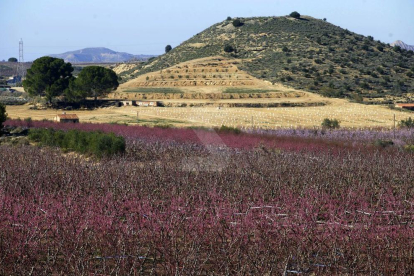 El calor ha adelantado la floración de los frutales. Imágenes tomadas en Seròs el 27 de febrero.