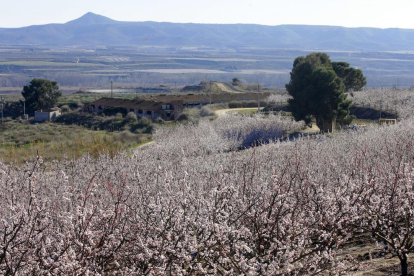 La calor ha avançat la floració dels fruiters. Imatges preses a Seròs el 27 de febrer.