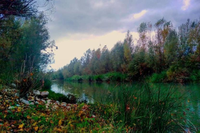 El riu Noguera Pallaresa es vesteix de tardor. Vilamitjana (Pallars Jussà)