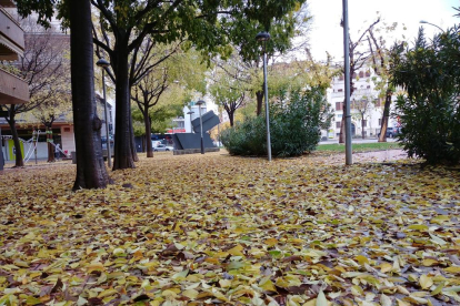 Les fulles cauen, arriba la boira i comença a fer fred.