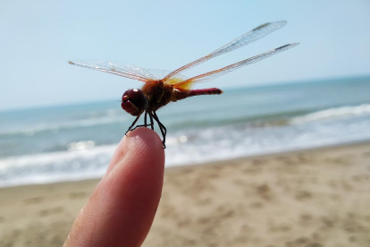 12a edició del concurs de fotos de vacances d'estiu