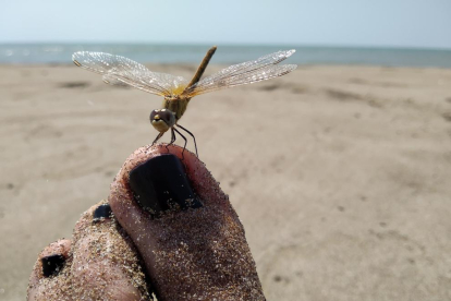 12a edició del concurs de fotos de vacances d'estiu