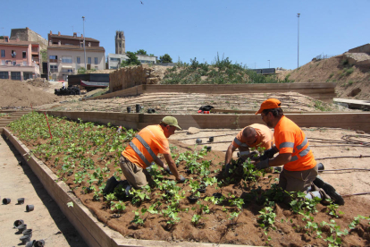 Imatges de la instal·lació de plantes a les obres del Call Jueu de Lleida
