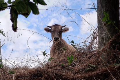 Vaca curiosa