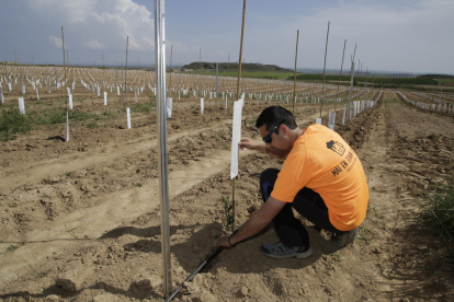 El 60% de les hectàrees que ja reguen del Segarra-Garrigues estan llogades