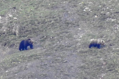 Los dos ejemplares de oso que se avistaron el miércoles cerca de Bagergue, en Naut Aran.