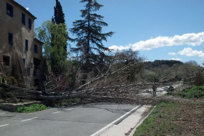 Un árbol caído ayer a causa del fuerte viento en la carretera TV-2005  en Aiguamúrcia (Tarragona). 