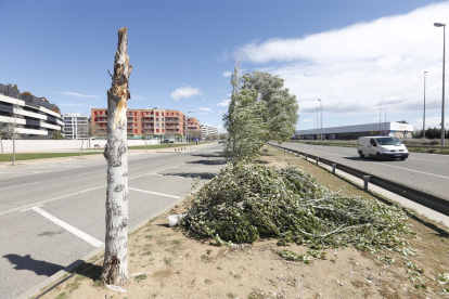 Un arbre caigut ahir a causa del fort vent a la carretera TV-2005 a Aiguamúrcia (Tarragona).