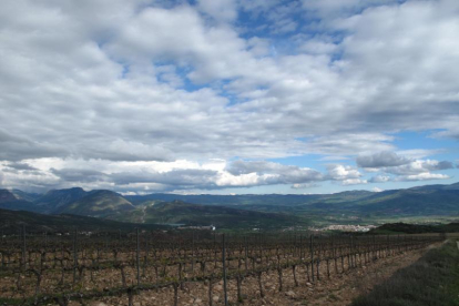 Uno de los viñedos que han ido proliferando en el Pallars. 