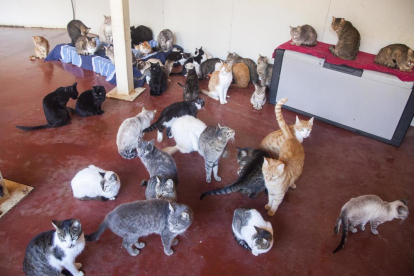Vista de algunos de los animales acogidos por una vecina de Bellpuig en un local que tiene alquilado. 