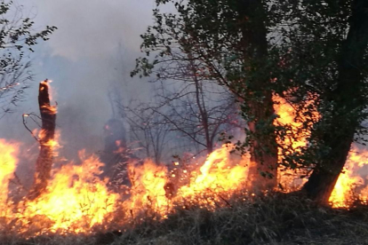 Otro fuego de vegetación afectó ayer al Parc de la Mitjana de Lleida.