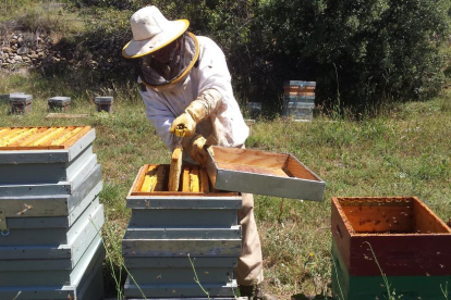 Jordi Obiols, apicultor de Montant de Tost (Alt Urgell), manipulando paneles de abejas.