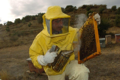 Jordi Obiols, apicultor de Montant de Tost (Alt Urgell), manipulant plafons d’abelles.