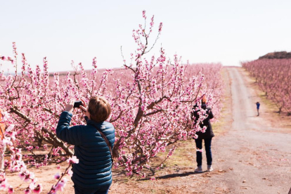 Turistas tomando fotos en los campos de frutales de Aitona.