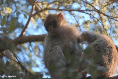 Els micos, animals típics de les muntanyes de l'Atles.
