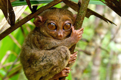 Microchoerus està relacionat amb els primats haplorins actuals com aquest