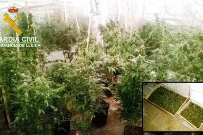 Imatge de les plantes i els tres quilos de marihuana decomissats.