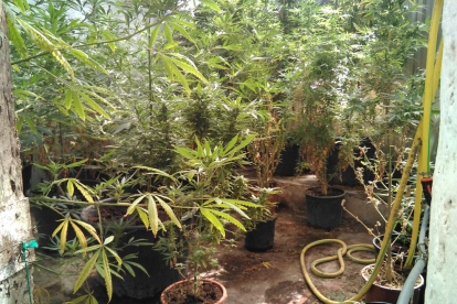 Vista de la plantación de marihuana hallada en una vivienda de Sant Pere dels Arquells. 