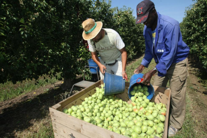 Imatge de la recollida de fruita en una explotació de Lleida l’estiu passat.