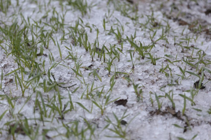 Un joven muestra una placa de hielo de uno de los pequeños estanques de los Camps Elisis de Lleida