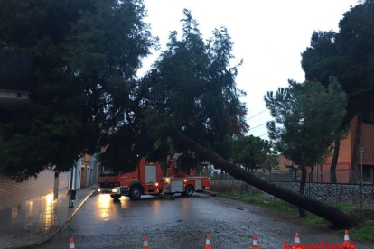 Un árbol tumbado por el viento el viernes pasado en Cervera.