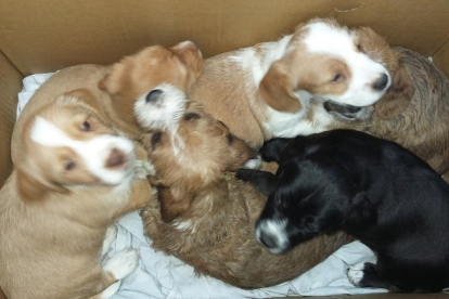 Imagen de los seis cachorros hallados dentro de una caja. 