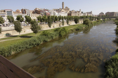 Vista de les algues al riu Segre al seu pas per Lleida.