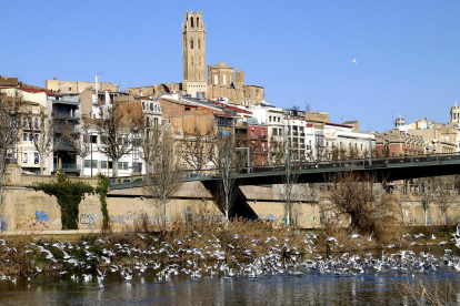 Gran colonia de gaviotas a la canalización en Lleida