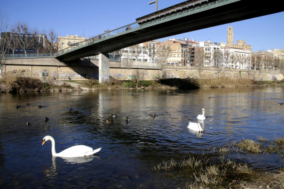 Gran colonia de gaviotas a la canalización en Lleida