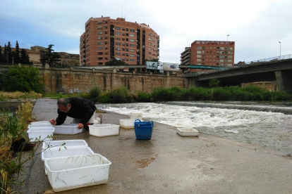 Un técnico del Consorcio del Ebre recogiendo muestras para el tratamiento contra la mosca negra.