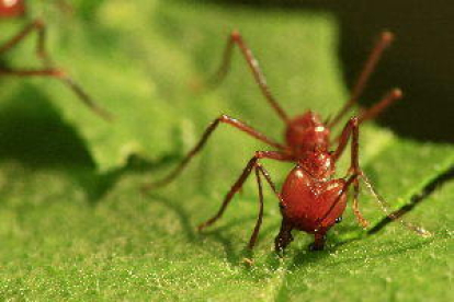 Las hormigas se sirven de referencias terrestres y estelares para orientarse