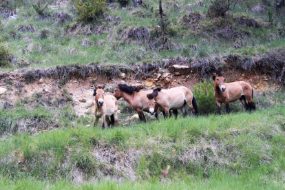 Imagen de los caballos salvajes paciendo en el Pallars Jussà