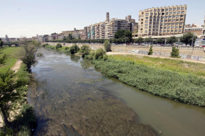 La superficie del Segre, cubierta de algas a su paso por Lleida ciudad esta semana. 