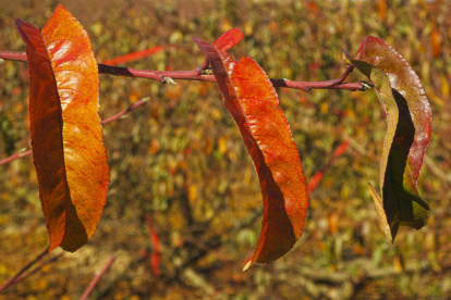 La niebla, las hojas que caen, sus frutos... el otoño es una estación muy fotogénico.