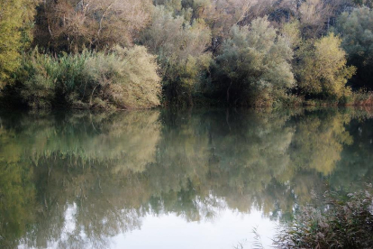 El reflexes que ens deixa la tardor sobre el riu Segre