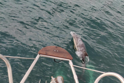 Des de un veler a Gibraltar, passejavem amb els dofins aquest estiu